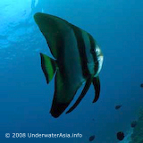 Tall-fin Batfish Platax tiera